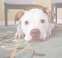 Flea/Mite Treatments